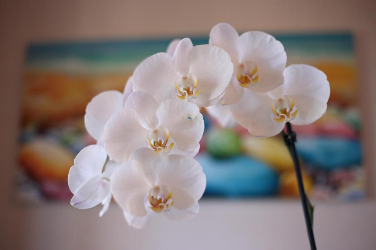B&B Villa Orchidea Ricadi Zewnętrze zdjęcie