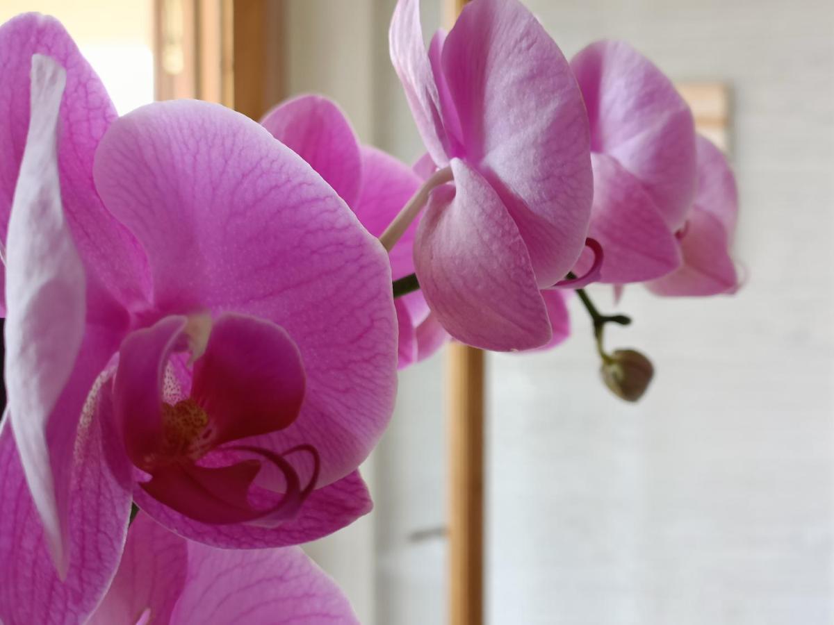 B&B Villa Orchidea Ricadi Zewnętrze zdjęcie